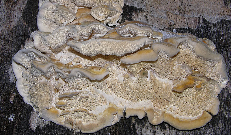 In bosco di Quercus cerris(10---fine) (Trametes pubescens)